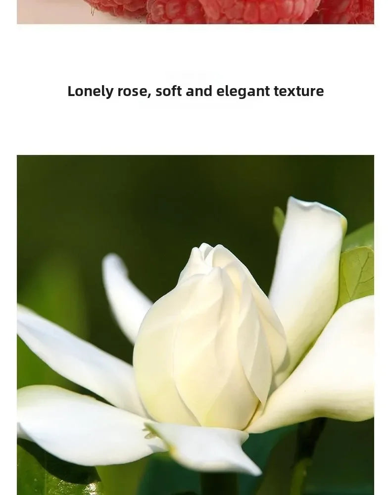 Women Perfume High Quality Classic Elegant Eau De Parfum Long Lasting Floral Woody Scents Exquisite Fragrance Trio for Gifting
